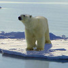 A Baffin-öböl jegesmedvéi