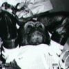Egy csimpánz-űrhajós kalandjai: 45 éve repült a Mercury-5