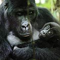 Műholdas segítség a gorilláknak