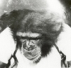 Majom az űrben: 45 éve repült Ham, a csimpánz