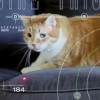 Macskás videó érkezett