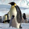 Sarkkutatás és pingvinek